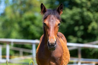 Otlakta koşan bir atın portresi