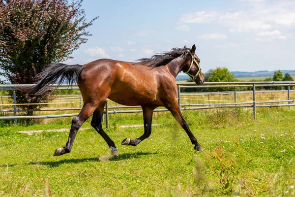 Portrait of a trotting horse on a meadow