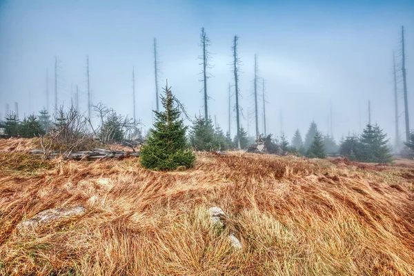 Eine Nadeltanne Einer Bewölkten Landschaft — Stockfoto