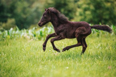 Yeşil çayırda genç bir midilli atı
