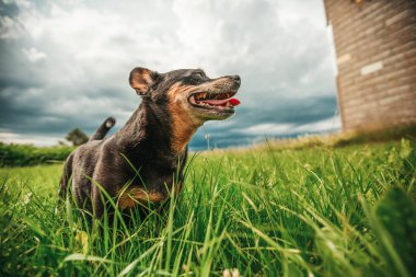 Yeşil çayırda küçük bir köpek
