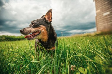 Yeşil çayırda küçük bir köpek