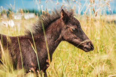 Yeşil çayırda genç bir midilli atı