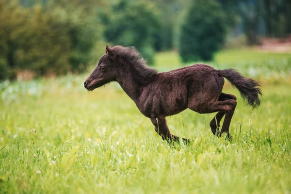 Tineri Mini Ponei Cal Pajiște Verde — Fotografie, imagine de stoc