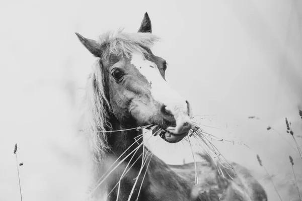 黑白相间的小马 — 图库照片