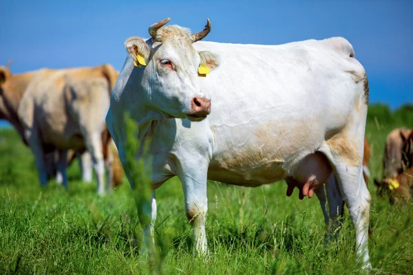 Portrait White Cow Meadow — Stock Photo, Image