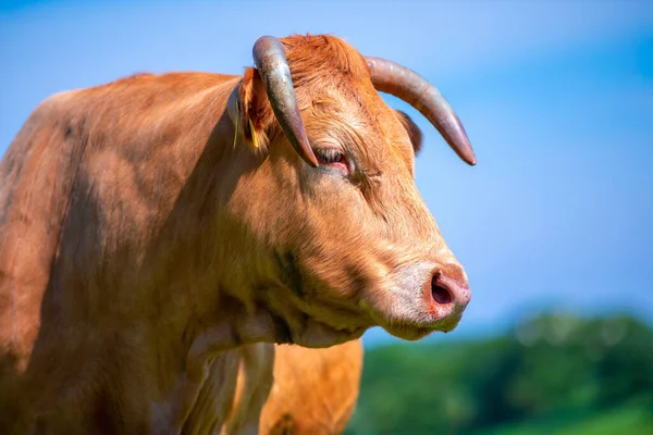 Portrait Brown Cow Meadow — Stock Photo, Image