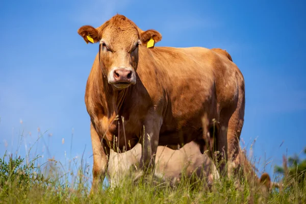 Portrait Brown Cow Meadow — Stock Photo, Image