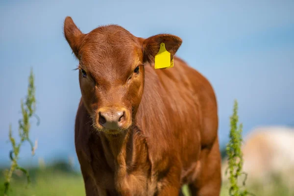 Portrait Brown Calf Cow Meadow — Stock Photo, Image