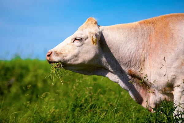 Portrait White Cow Meadow — Stock Photo, Image