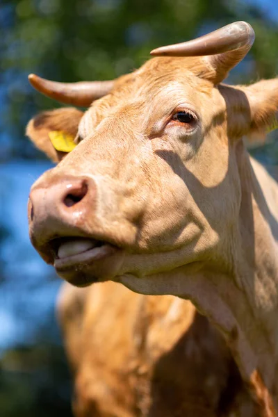 Portrait Brown Cow Meadow — Stock Photo, Image