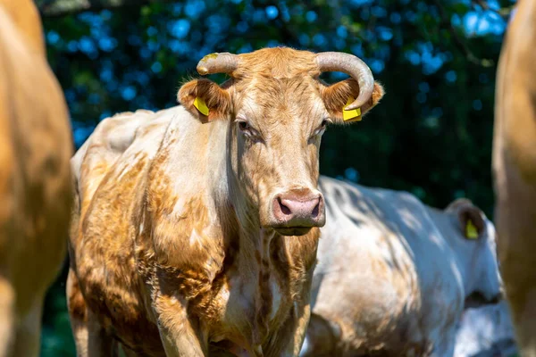 Portrait Brown Cow Meadow — Stock Photo, Image