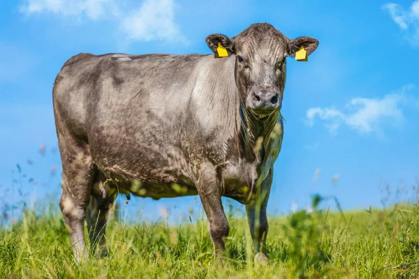 Portrait Black Cow Meadow — Stock Photo, Image