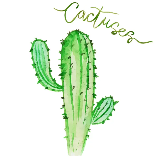 Aquarell-Kaktus von Hand gezeichnet — Stockfoto