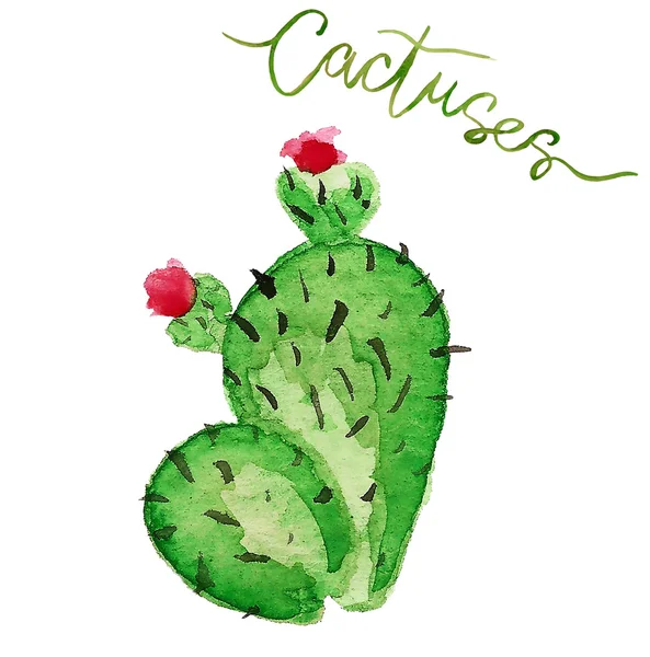 Cactushand rajzolt akvarell — Stock Fotó