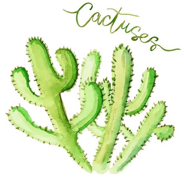 Aquarell-Kaktus von Hand gezeichnet — Stockfoto