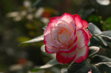 Rose : 'Jubile du prince de Monaco'