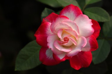 Rose : 'Jubile du prince de Monaco'