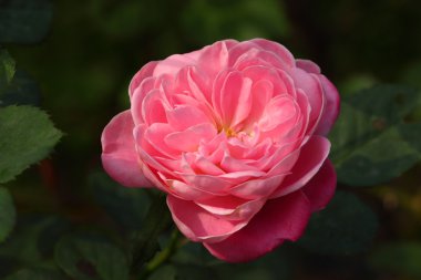 Bahçedeki güzel gül çiçeği