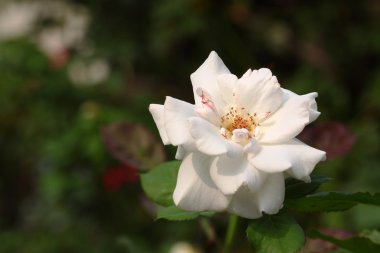 Bahçedeki güzel gül çiçeği