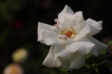 Bahçedeki güzel gül çiçeği