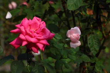Bahçedeki güzel gül çiçeği