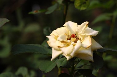 Bahçedeki güzel gül çiçeği