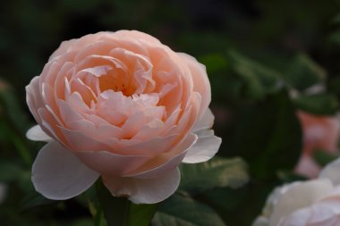 Bahçedeki güzel gül çiçeği