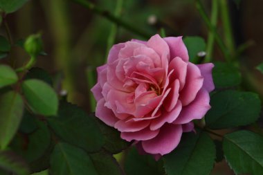 Bahçedeki güzel gül çiçeği