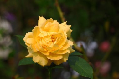 Bahçedeki güzel gül çiçeği