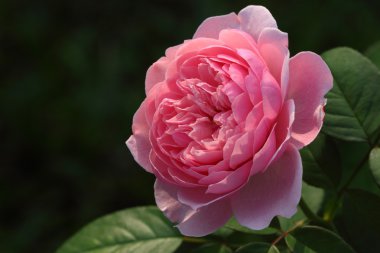 Bahçedeki güzel gül çiçeği