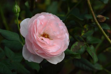 Bahçedeki güzel gül çiçeği