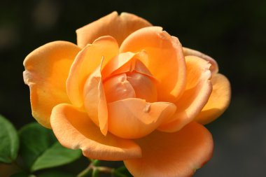 Bahçedeki güzel gül çiçeği