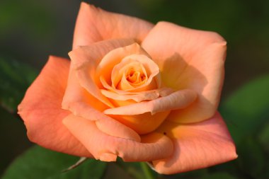 Bahçedeki güzel gül çiçeği