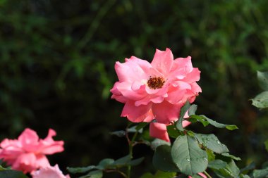 Bahçedeki güzel gül çiçeği