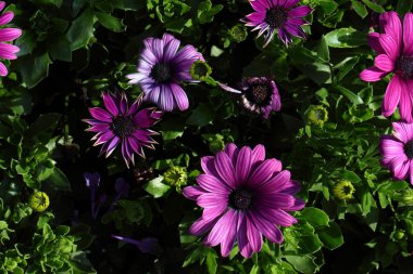 Tam çiçeklenme kasımpatı çiçekleri