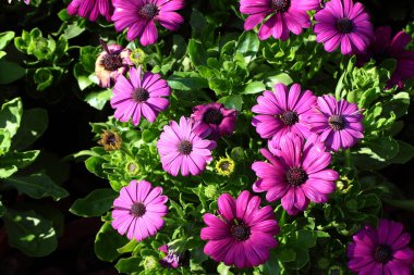 Tam çiçeklenme kasımpatı çiçekleri