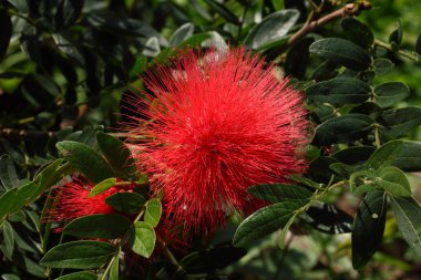 Tam çiçeklenme kasımpatı çiçekleri