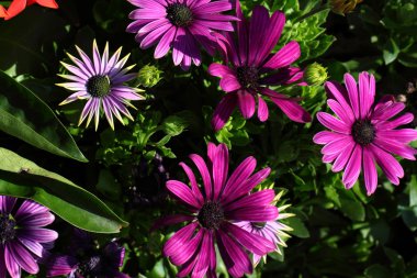 Tam çiçeklenme kasımpatı çiçekleri