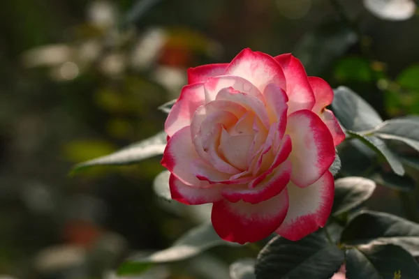 Rose : 'Jubile du prince de Monaco' — 스톡 사진