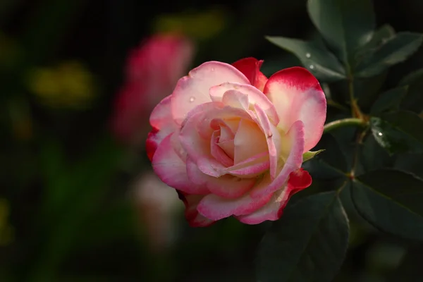 गुलाब: 'युबेल डू प्रिन्स डी मोनॅको' — स्टॉक फोटो, इमेज