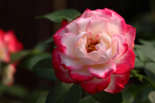 Rose : 'Jubile du prince de Monaco' — Photo