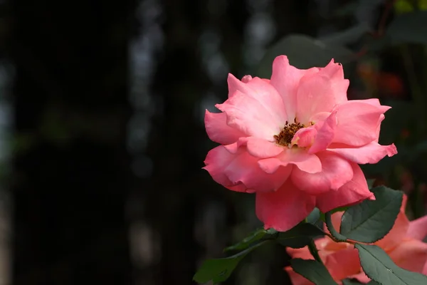 Beautiful Rose flower in the garden — Stock Photo, Image