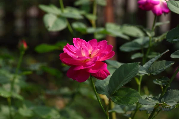 Beautiful Rose flower in the garden — Stock Photo, Image