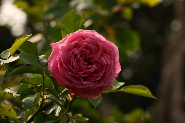 Schöne Rosenblüte im Garten — Stockfoto