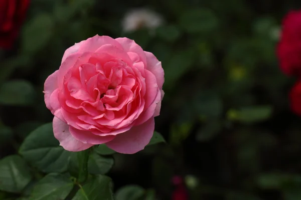 Vacker ros blomma i trädgården — Stockfoto