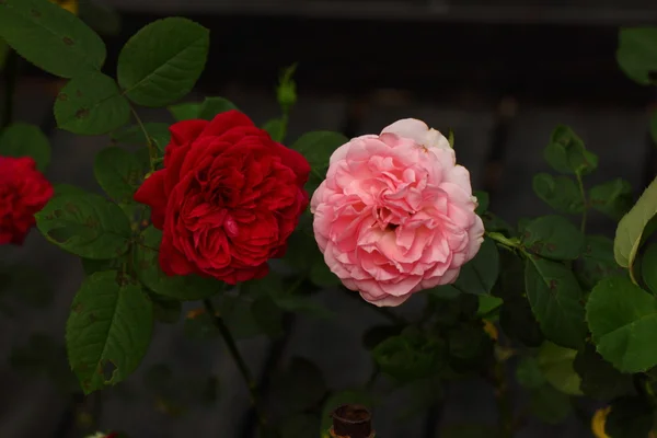 Hermosa flor de rosa en el jardín — Foto de Stock