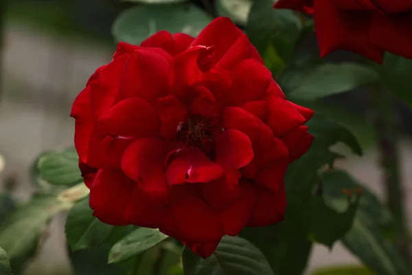 Красивый цветок розы в саду — стоковое фото