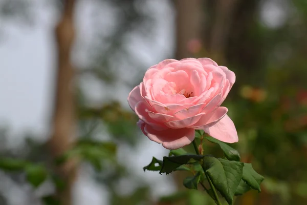 Όμορφο τριαντάφυλλο λουλούδι στον κήπο — Φωτογραφία Αρχείου