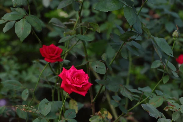 Hermosa flor de rosa en el jardín — Foto de Stock